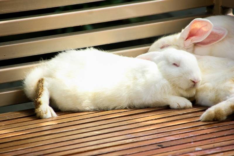 flock of white rabbits sleeping in a cage