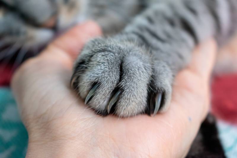 fluffy cat paw of grey cat on hand