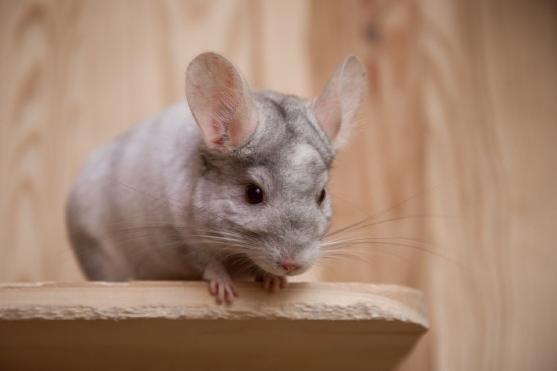 fluffy chinchilla