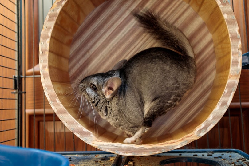 fluffy gray chinchilla runs in a wheel in its cage
