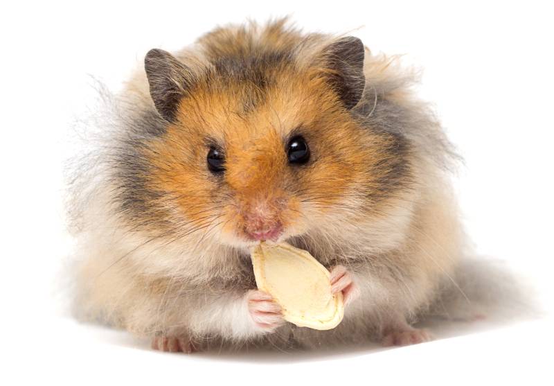 fluffy hamster on white background