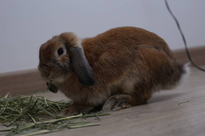 fluffy holland lop rabbit eating