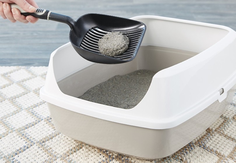 flushable cat litter