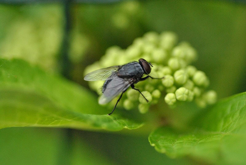fly on leaf