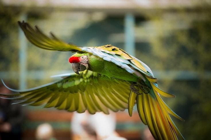 flying Military Macaw