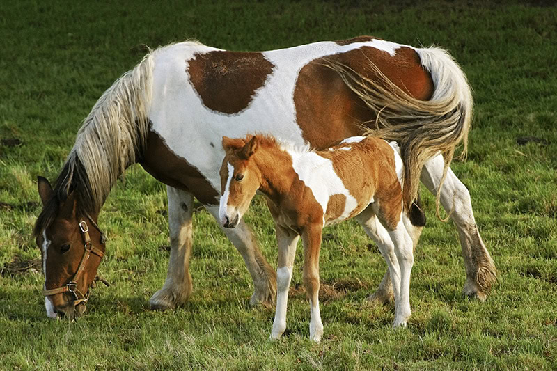 foal and mare splash horses grazing in the meadow