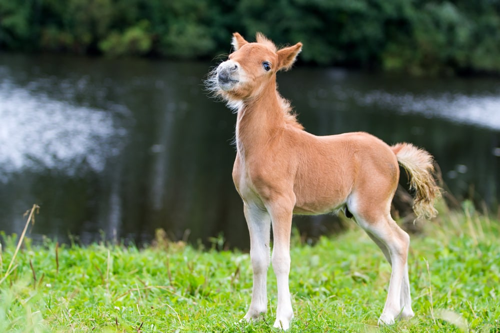 foal mini horse Falabella