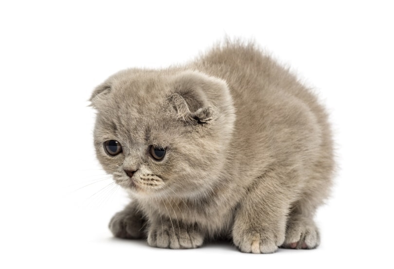 foldex kitten in white background