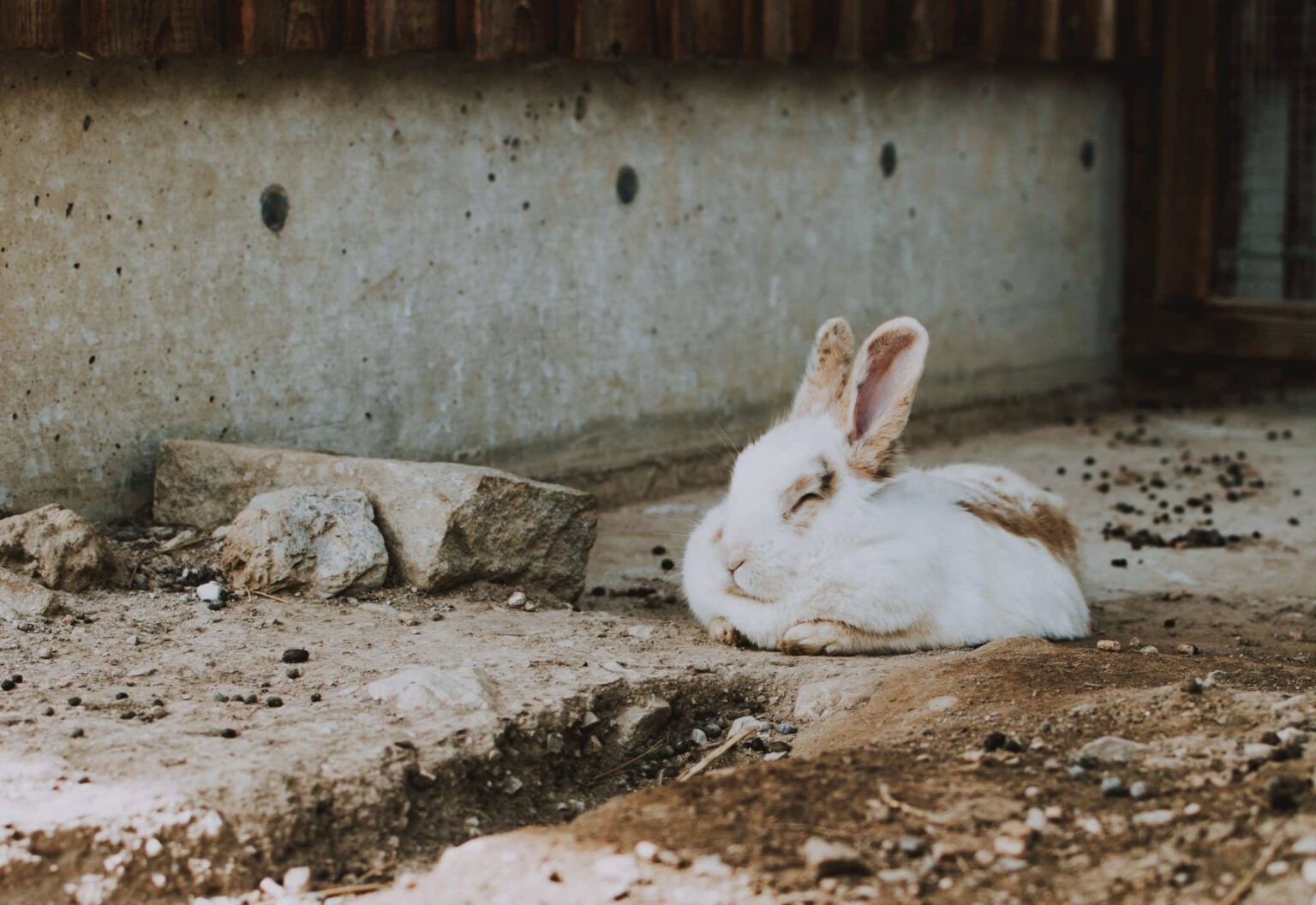 How to Put Your Rabbit to Sleep at Night: 4 Vet-Verified Tips & Tricks ...