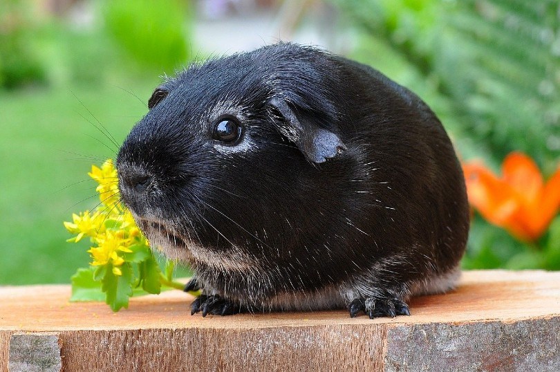 fox guinea pig