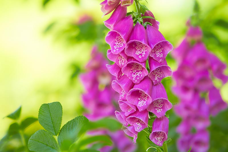 foxglove growing in the garden