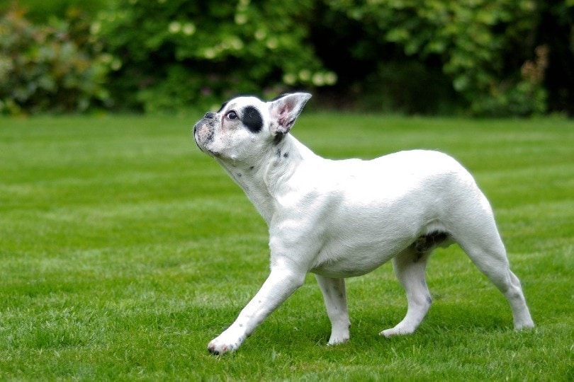 french bulldog walking on grass