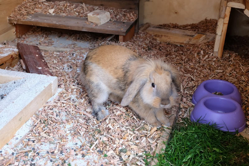 french loop rabbit on hutch