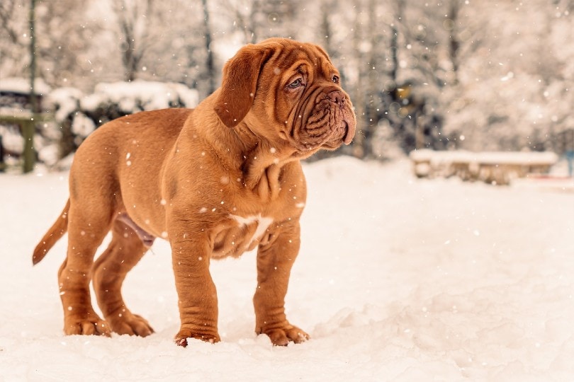 french mastiff puppy standing on snow