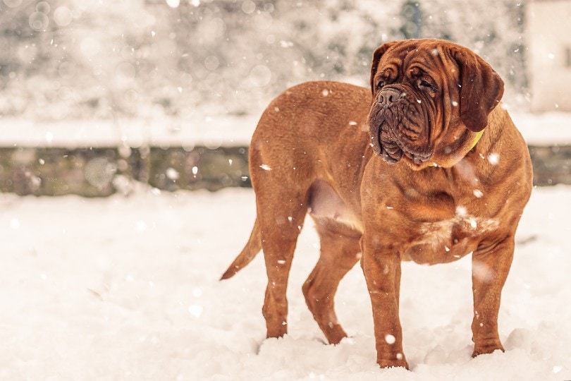french mastiff standing on snow