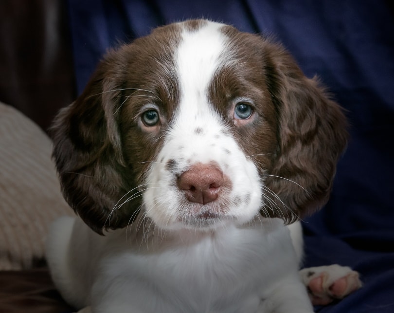 french spaniel puppy
