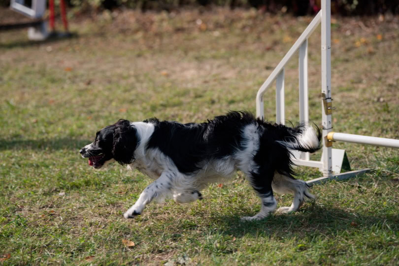 french spaniel training