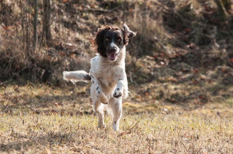 french spaniel