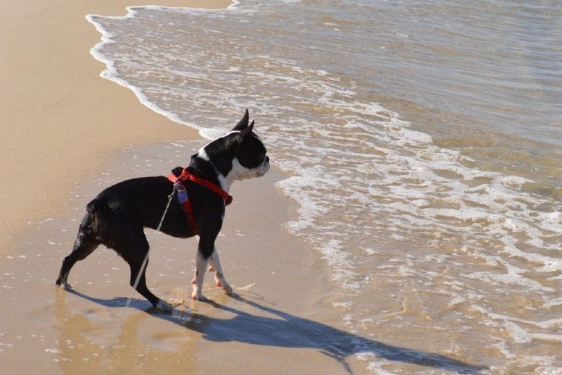frenchton at the beach