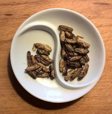 fried crickets
