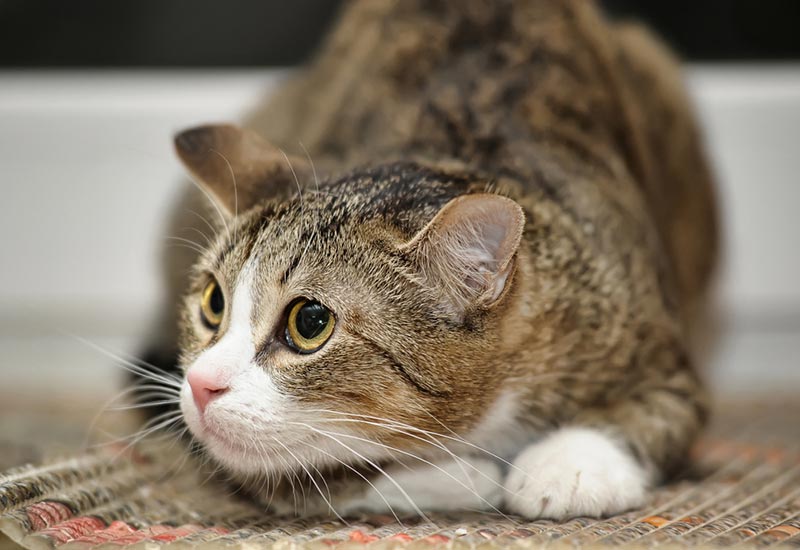 frightened tabby cat