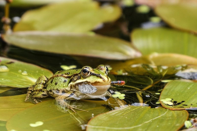 frog eating an insect