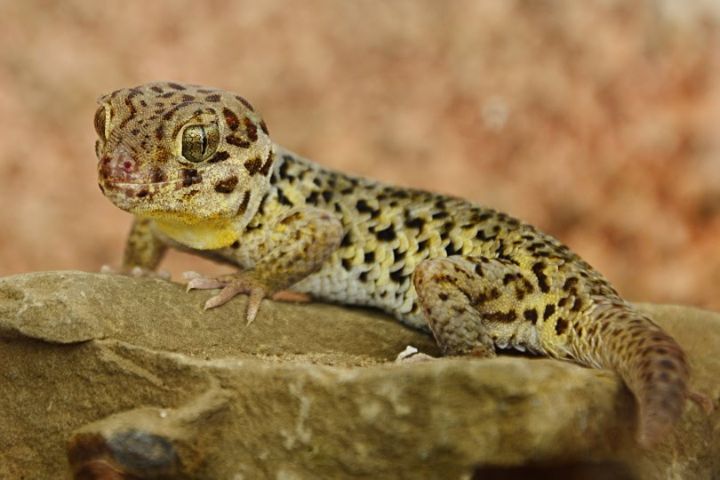frog eyed gecko