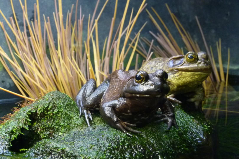 frogs in pond