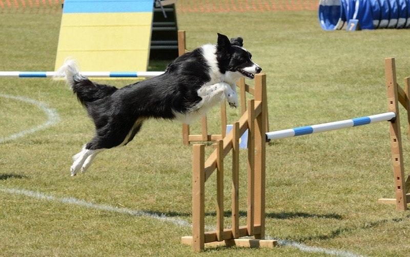 fun agility training