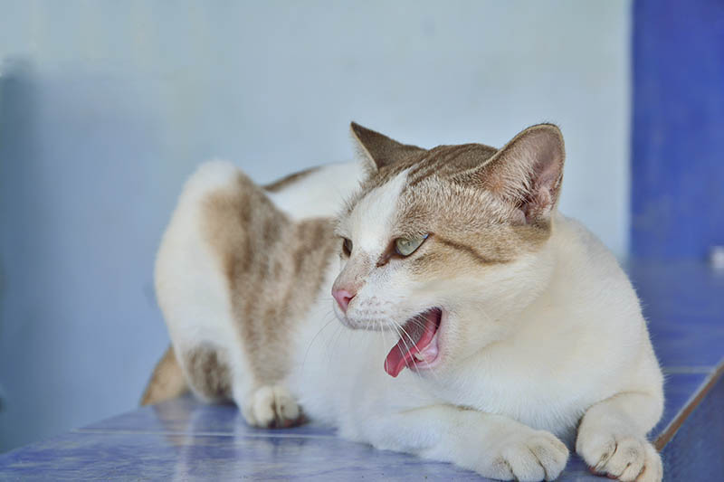 funny cat in domestic background, siesta time, relaxing cat, curious cat, cat with open mouth