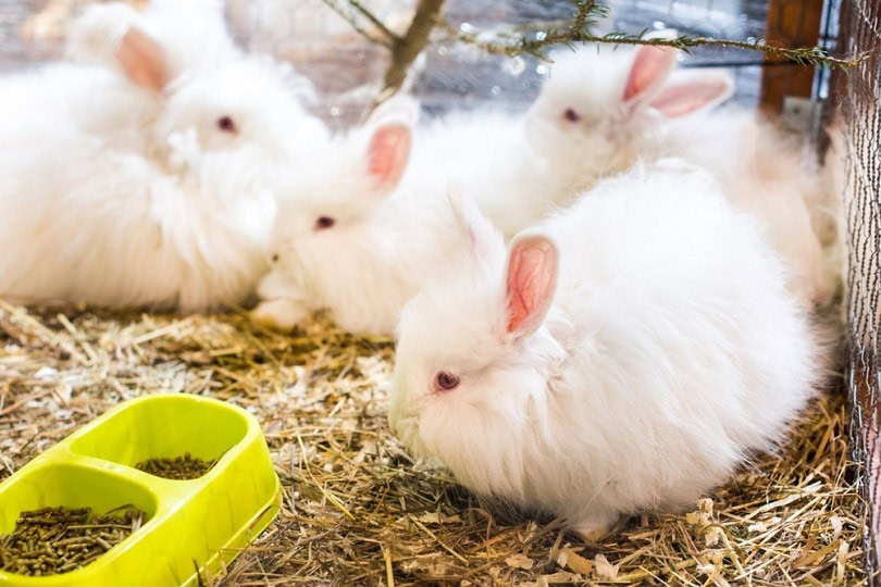 funny-fluffy-Angora-rabbit_Zanna-Pesnina_shutterstock