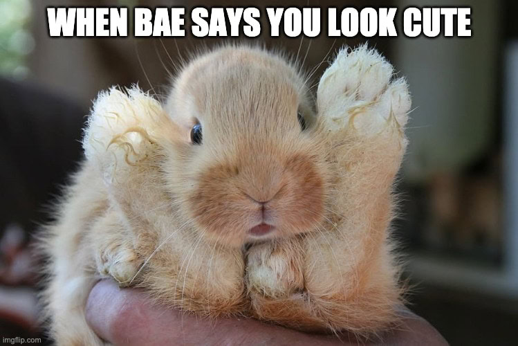 Funny rabbit memes cute