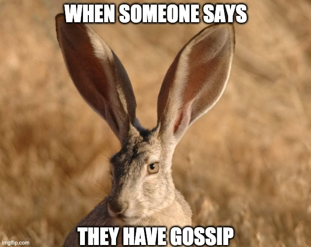 Funny rabbit memes gossip