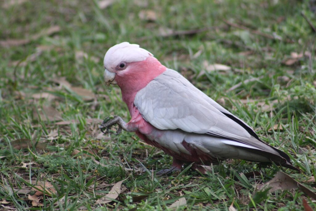 Galah Coackatoo marching