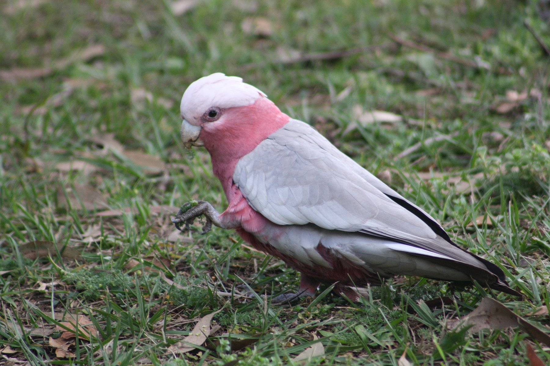 Galah Coackatoo marching