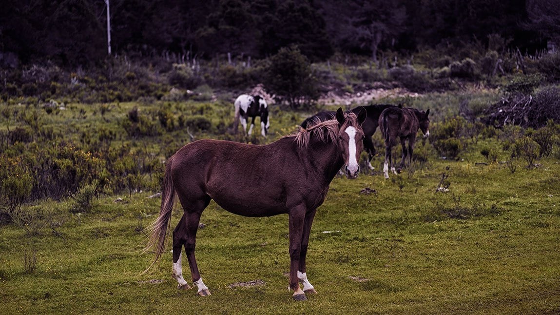 galiceno horse