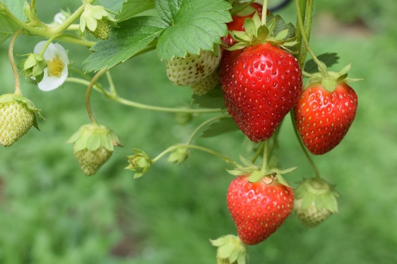 garden grown strawberries