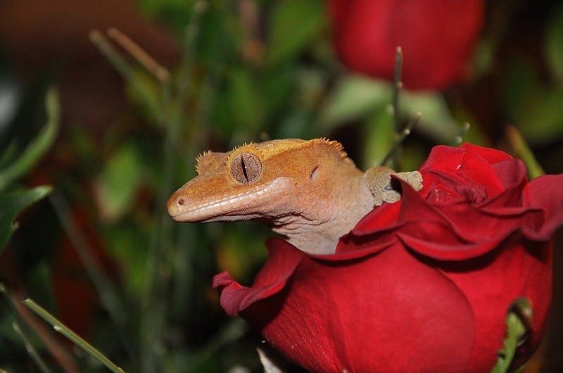 gecko flower