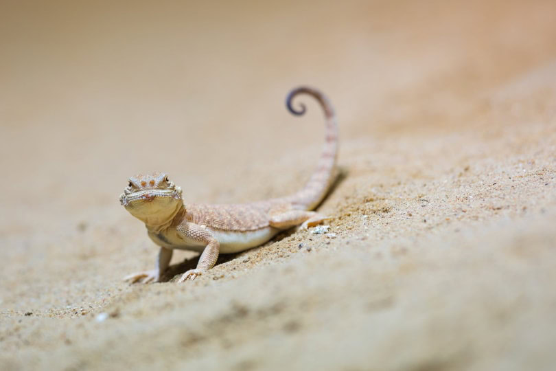 gecko-in-desert_Piqsels