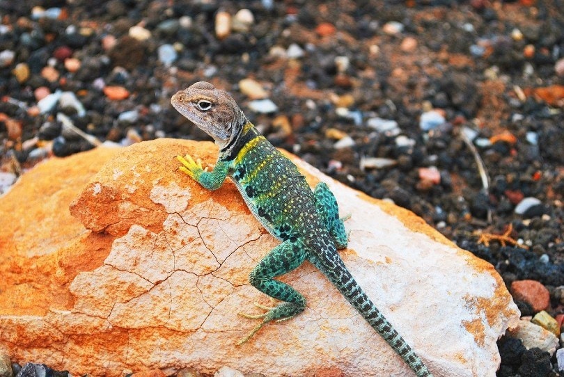 gecko on a rock