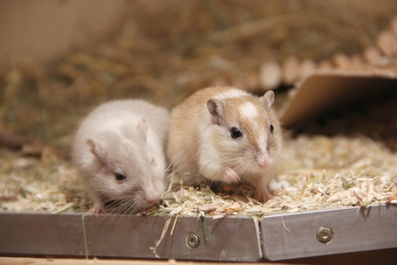 gerbil mice