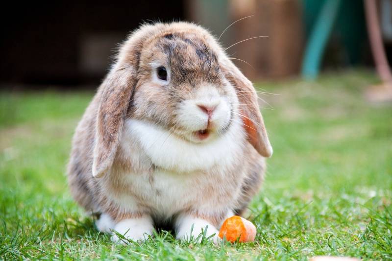 german lop rabbit outdoors