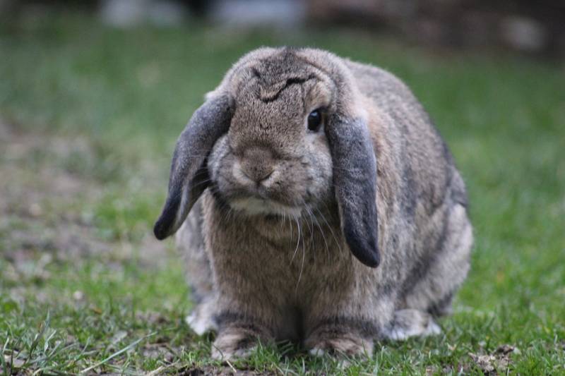 german lop rabbit standing outdoors