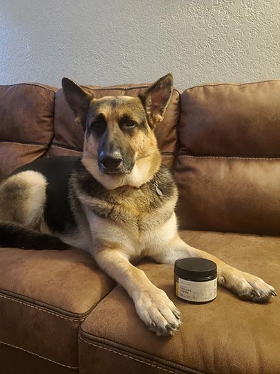 german shepherd dog lying on couch with joy organics cbd treats