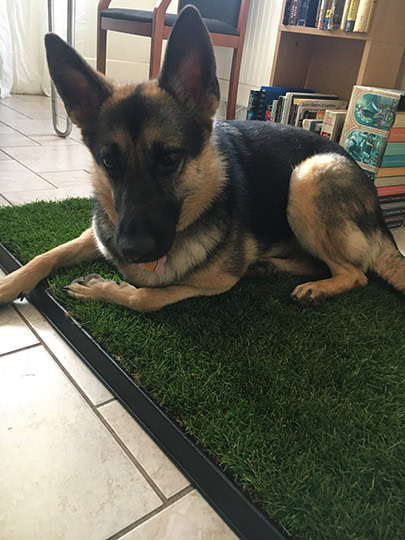 german shepherd dog lying on the doggielawn