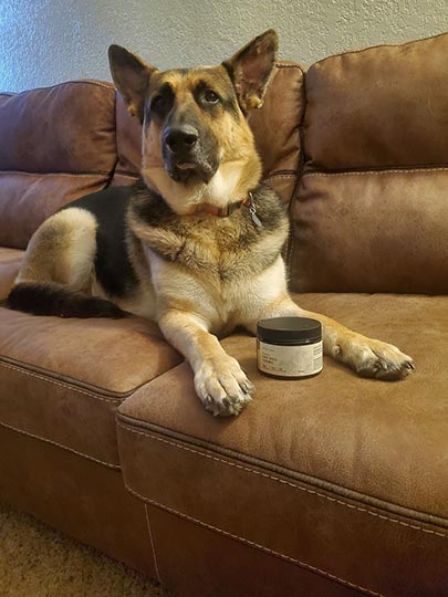 german shepherd dog with joy organics cbd treats