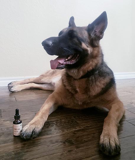 german shepherd dog with joy organics organic cbd tincture