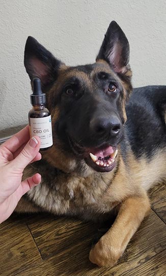 german shepherd dog with joy organics organic tincture