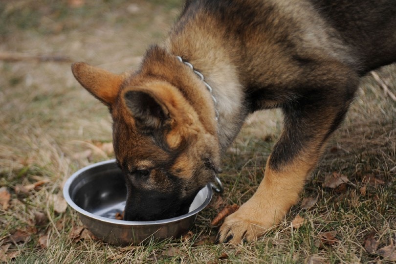 german shepherd eating dog food outdoors