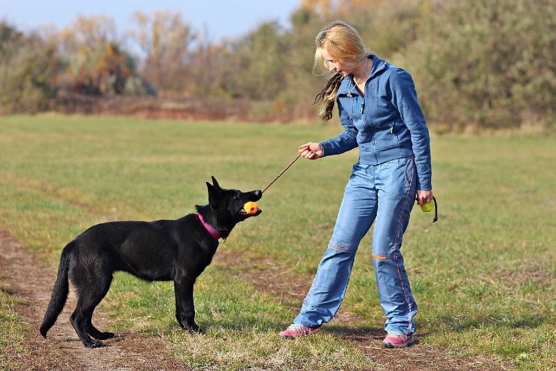 german shepherd outside with owner